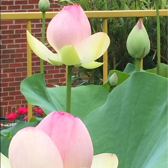 Meet your Posher, Julie - Picture 1 of 1